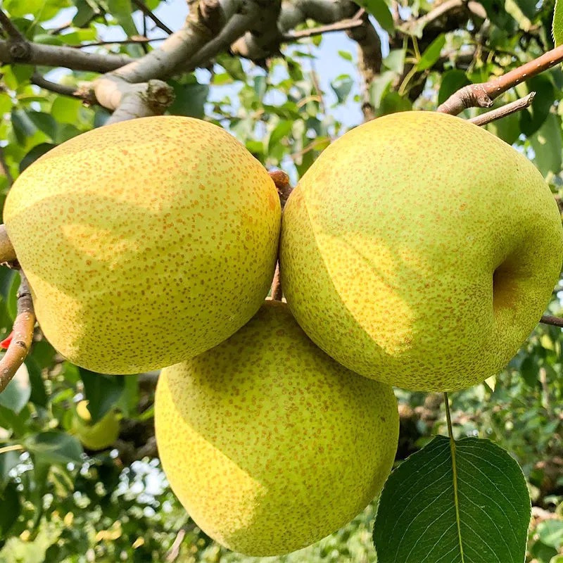 辰划算 砀山酥梨新鲜水果5斤当季整箱砀山梨酥脆梨香甜5应季水果梨