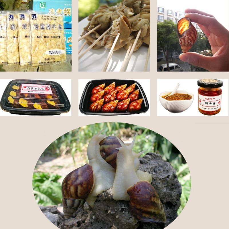 鲜活白玉蜗牛15只 餐饮食用鲜活白玉蜗牛活物大蜗牛活体乌龟蜥蜴等饲料