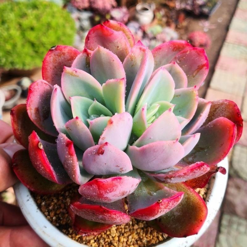 大号多肉植物盆栽花卉肉肉 老庄多肉 云南控养多肉 小海螺104