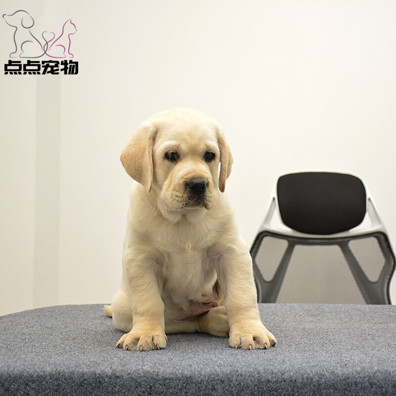 [点点宠物]宠物狗狗纯种拉布拉多犬幼犬 血统级拉布拉多 短毛家养健康宠物狗 高智商导盲犬 黄色奶白色黑色 可视频挑选高清大图