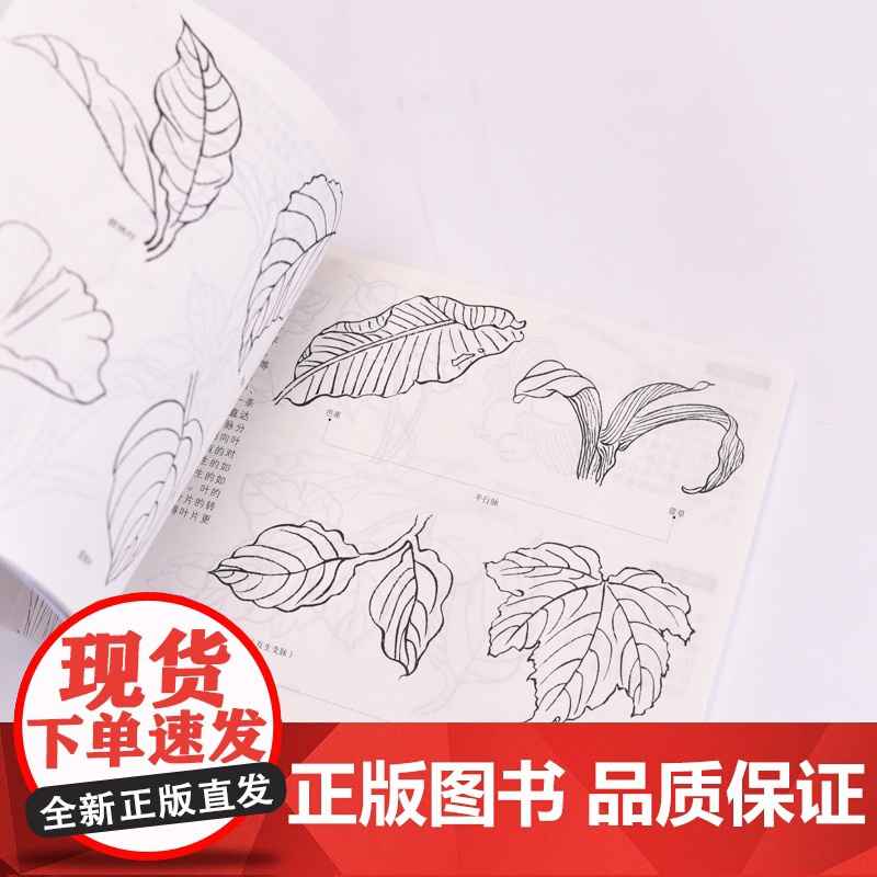 白描入门教程 大字大图版 中国画白描入门正统工笔花鸟技法白描勾线中老年人学国画教程书临摹画册白描临摹图谱花鸟鱼虫高清大图