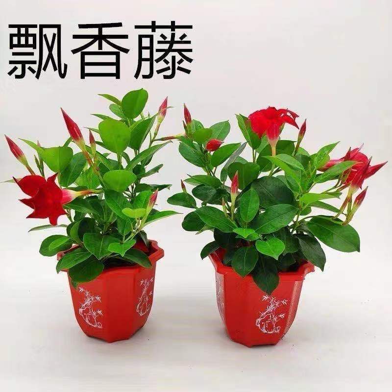 飘香藤绿植盆栽花卉四季开花植物室内阳台爬藤植物庭院双喜藤花苗