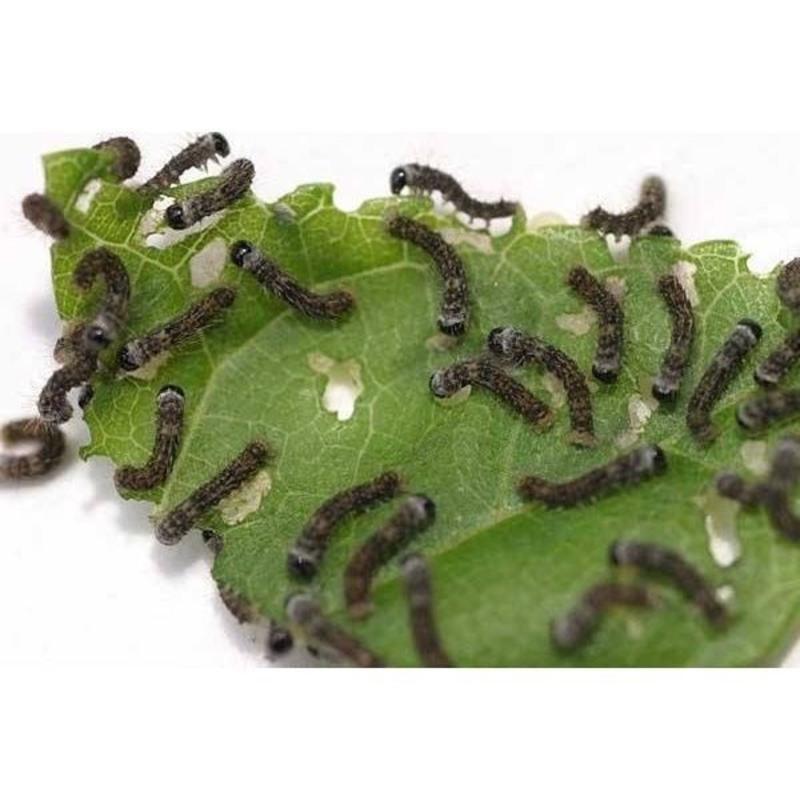 蚕宝宝活体春蚕幼虫活物儿童学生养蚕套装小蚕1龄234龄送新鲜 1龄蚕宝宝20条 新鲜桑叶