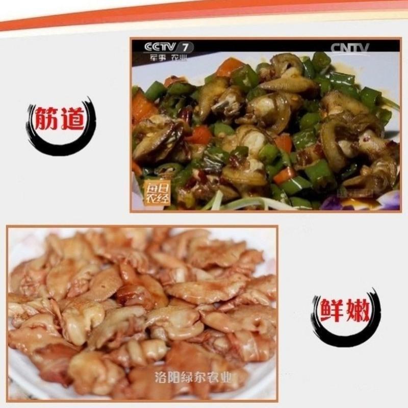 鲜活白玉蜗牛15只 餐饮食用鲜活白玉蜗牛活物大蜗牛活体乌龟蜥蜴等饲料