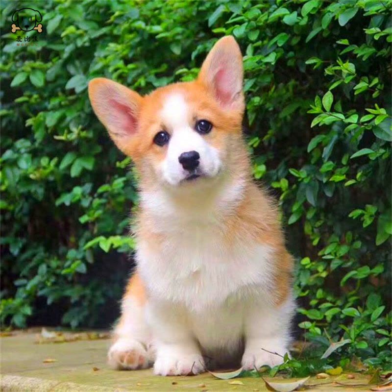 麦比佳纯种柯基犬幼犬狗狗活体小体柯基狗双血统级宠物狗狗公母视频挑选小短腿小型犬包健康疫苗驱虫做好图片