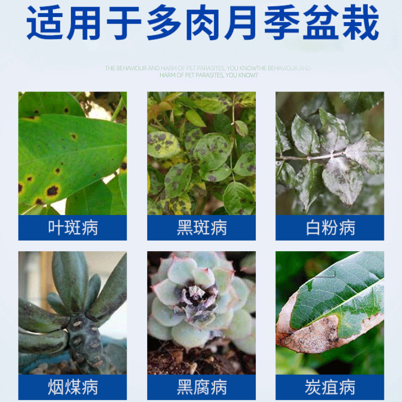国光200g多菌灵杀菌剂 50袋装