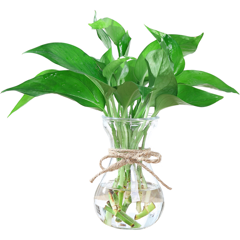佰花妍水培植物绿箩室内办公室盆栽绿植花卉绿萝水养花瓶吸甲醛净化