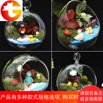 团体活动微景观 创意DIY植物 迷你盆栽 生日礼物苔藓生态瓶
