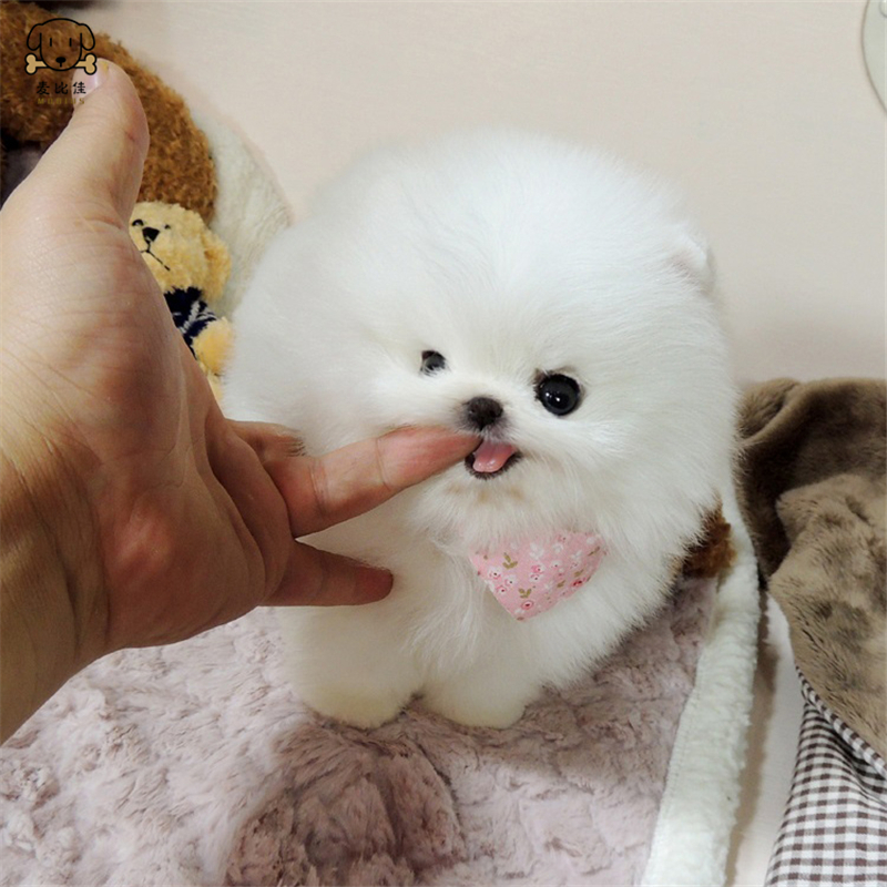 麦比佳狗狗活体 纯种博美犬幼犬哈多利系球体博美俊介狗 长不大茶杯犬 玩具型迷你袖珍博美宠物狗微小体杯子狗 视频挑选高清大图