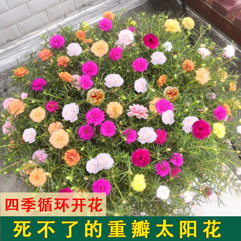 网红重瓣太阳花种子古达苗四季开花播种花种籽子易种花籽花种盆栽种子报价 参数 图片 视频 怎么样 问答 苏宁易购