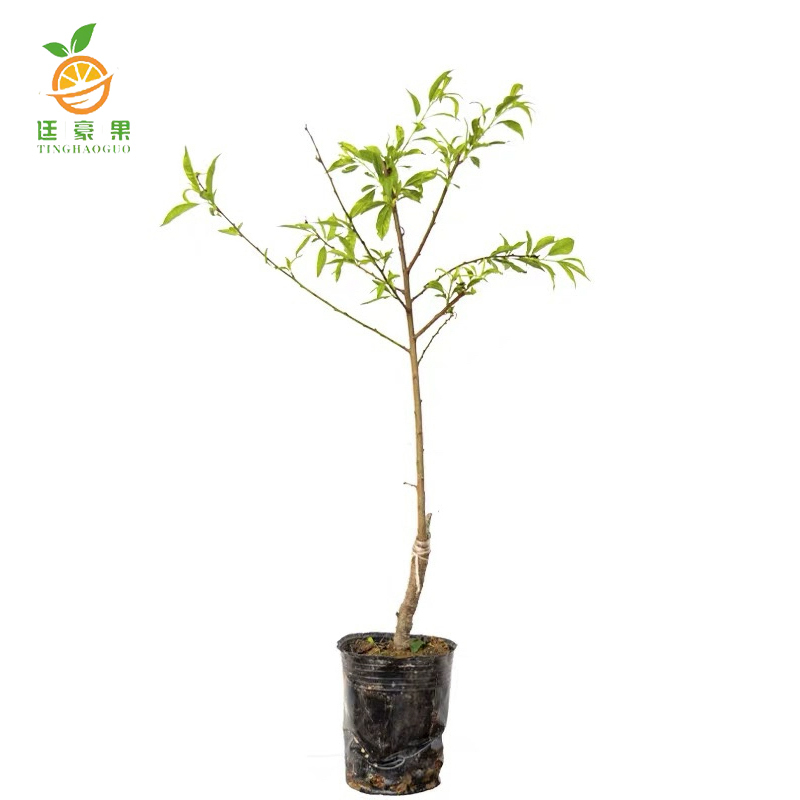 廷豪果 果树树苗 4-5年生(直径4cm) /颗