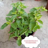 五色梅马缨丹五色花变色梅盆栽庭院地栽花期长耐热耐寒花卉植物 特价苗修剪发货颜色随机发 中盆带花苞原土原盆