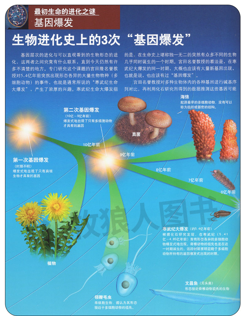 [正版]Newton科学世界杂志典藏版增刊:地球与生命 生物进化地球演化科学科普非2023年期刊单本高清大图