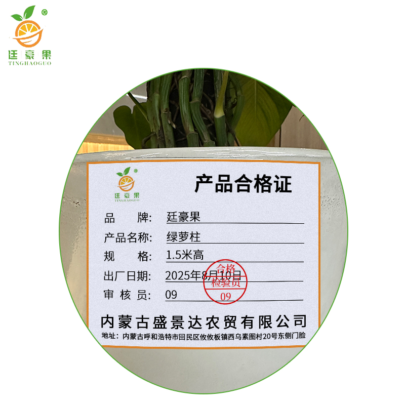 廷豪果 绿萝柱 1.5米高 /棵高清大图