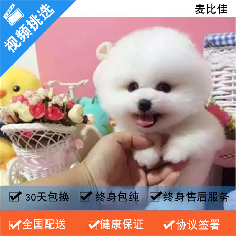 麦比佳 纯种哈多利系球体博美犬幼犬俊介 茶杯博美犬 日系俊杰双血统长不大的茶杯狗白色博美犬 赛级博美犬活体狗狗纯种博美犬高清大图