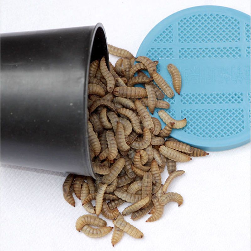 丁宠物营养饲料蛋白活体幼虫400条左右盒2厘米左右黑水虻活体1盒镊子