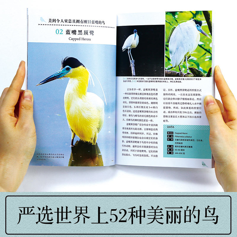 [正版]鸟 汇集世界上美丽的52种鸟 珍贵照片鉴赏动物图鉴书 观鸟指南用书 珍惜森林草原野鸟形态鸟类图鉴动物百科观鸟高清大图