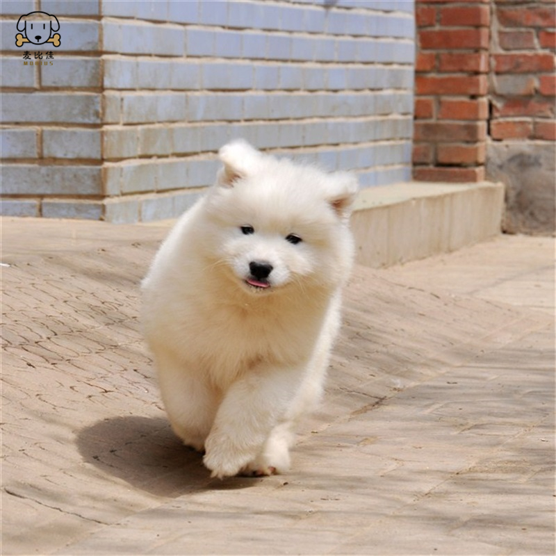 麦比佳 萨摩耶犬幼犬 萨摩耶犬狗狗活体纯种血统中大型雪橇犬萨摩大骨架熊版澳版微笑天使纯白色萨摩耶宠物狗高清大图