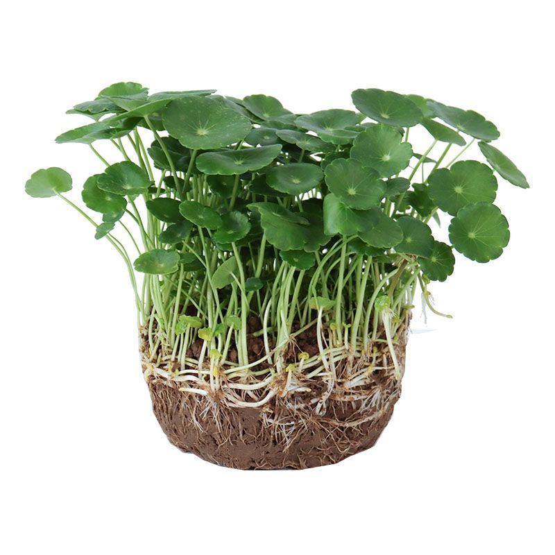 铜钱草室内盆栽花卉绿植套餐盆景金钱草绿萝吊兰水养花卉水培植物报价 参数 图片 视频 怎么样 问答 苏宁易购
