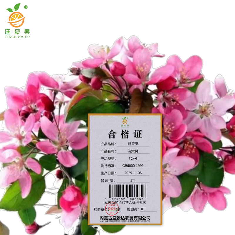 廷豪果 海棠树 绿植 5公分 /棵高清大图