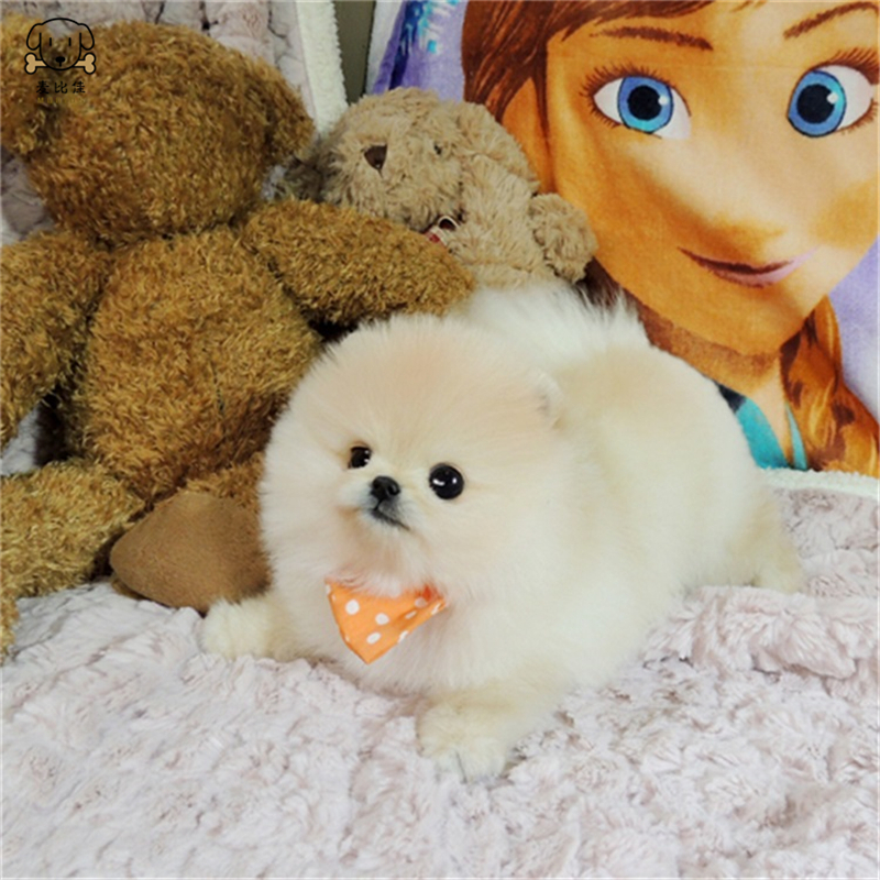 麦比佳 狗狗活体 纯种博美犬幼犬活体宠物狗狗 哈多利系球体博美狗 玩具型博美犬茶杯犬长不大博美日系俊介犬高清大图
