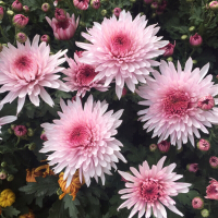 大菊花苗带花秋菊九月菊耐寒绿植四季开花乒乓美人菊荷兰雏菊盆栽粉色乒乓球(小苗6颗)不含盆
