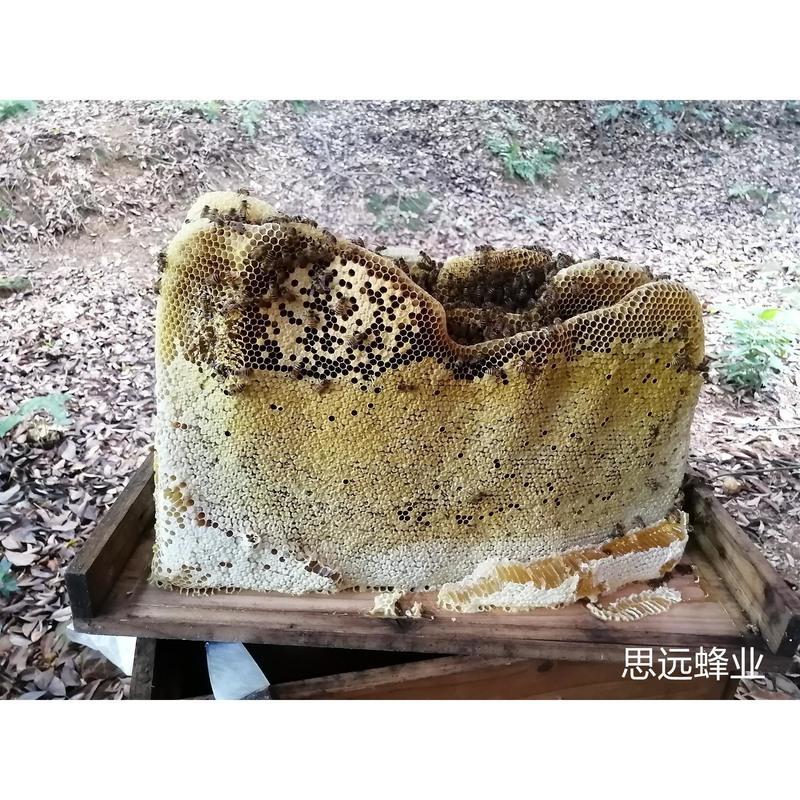 产卵王双色王中蜂高产土蜂王阿坝王蜜蜂处女王本地蜂王活体蜜蜂王阿坝