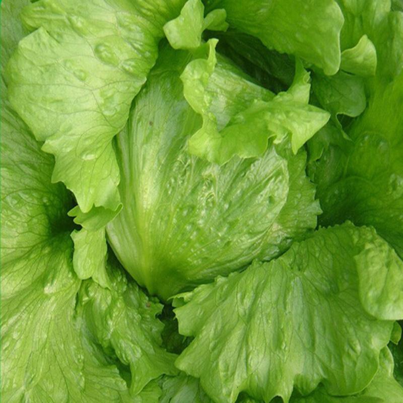 包心生菜香甜奶油生菜阳台种菜盆栽蔬菜种子菜籽高出芽率精装816结球