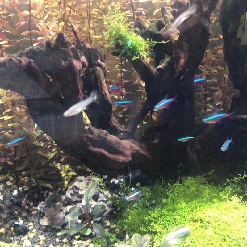 印尼宝莲灯鱼耐活鱼苗批发小鱼好养活水族动物活体宠物灯科观赏鱼 10条