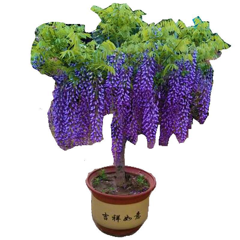 紫藤花苗树苗盆景古达老桩庭院花卉爬藤植物四季 盆栽