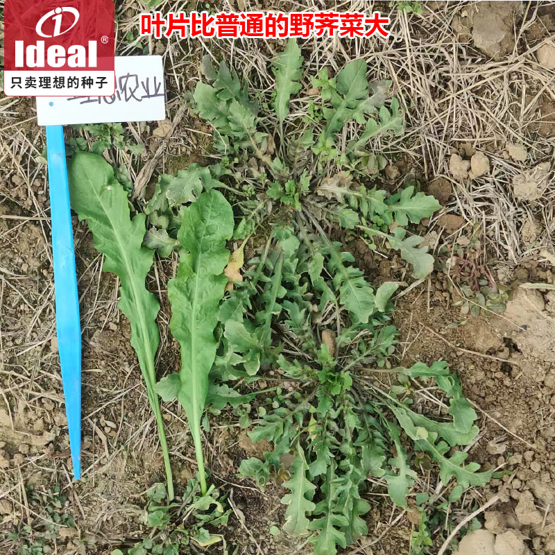 [补贴10%]荠菜种子野生荠菜种子老品种荠荠菜种子耐寒野荠菜种子籽理想农业高清大图