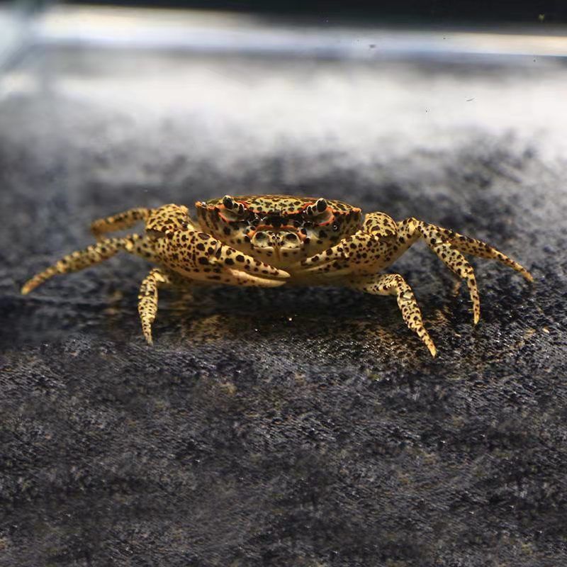 豹点蟹观赏蟹深水蟹小螃蟹草缸清理垃圾束腰蟹辣椒蟹相手蟹豹纹蟹辣椒