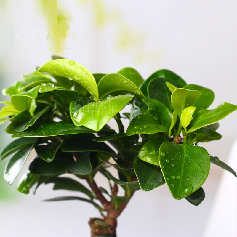 [小榕树 盆]绿植盆栽套装 室内办公桌盆栽植物小榕树盆景盆栽盆景清新