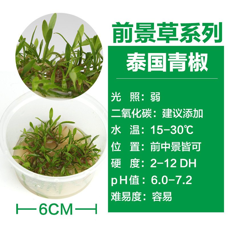鱼缸水水造景迷你爬地矮珍珠牛毛毡天湖葵水套餐前景