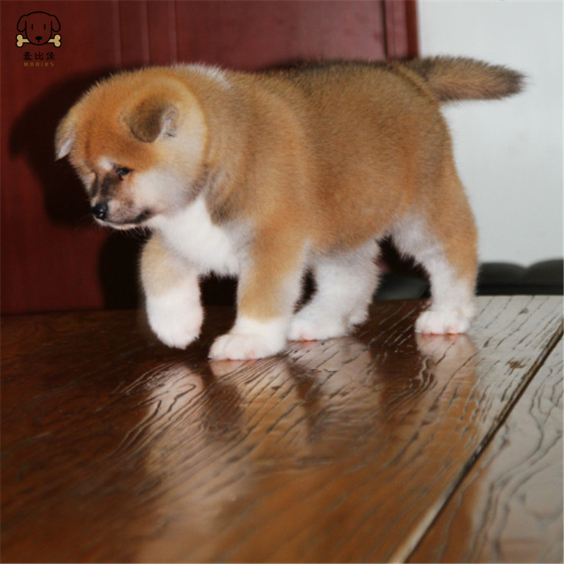 麦比佳 秋田犬 纯种秋田犬幼犬 中大型秋田犬狗狗活体 血统级精品日系秋田日本赛级秋田家庭犬公母视频挑选包健康秋田柴犬高清大图