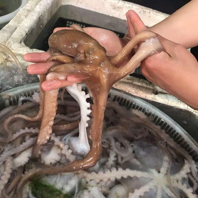海鲜超大长腿冷冻八爪鱼网红爆头麻辣八爪鱼章鱼鱿鱼有墨约1斤迷你