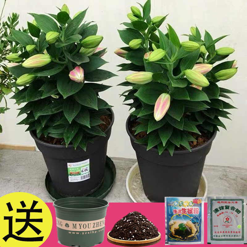 百合籽 报价行情 排行 品牌 参数 怎么样 图片 商家 苏宁易购