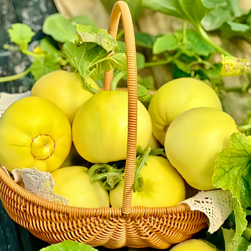 [西沛生鲜]星甜蜜罐甜瓜 净重4.5斤高清大图