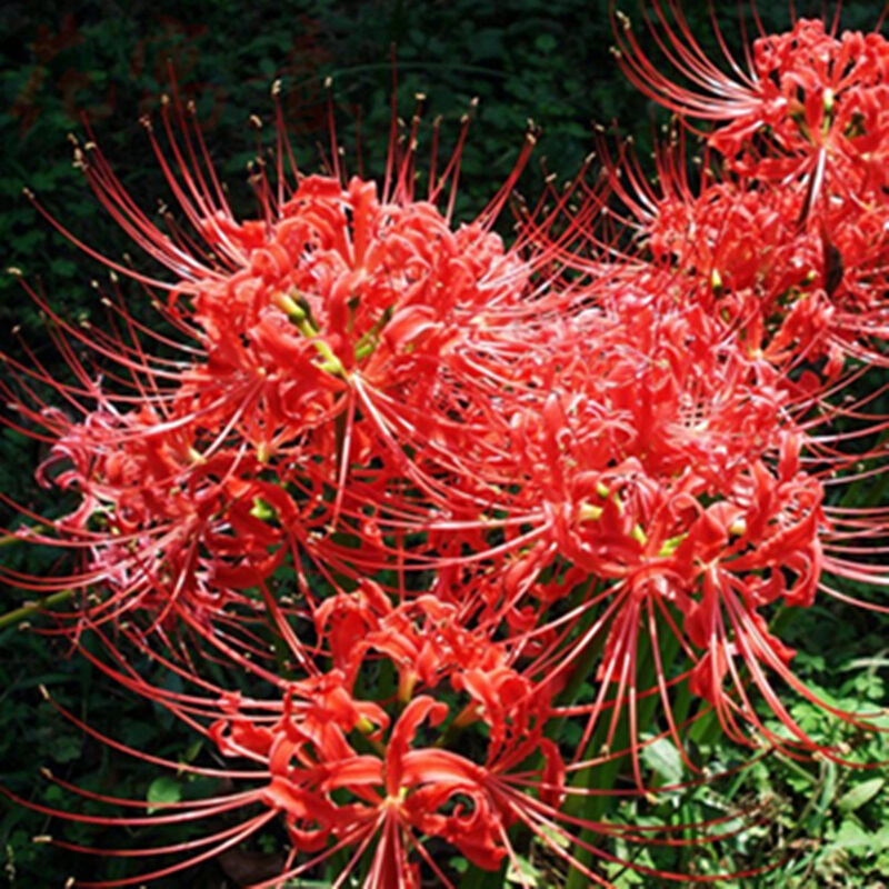 北园湖种子石蒜种子种球根花卉花彼岸花曼珠沙华曼佗罗花红花当年开花图片 高清实拍大图 苏宁易购
