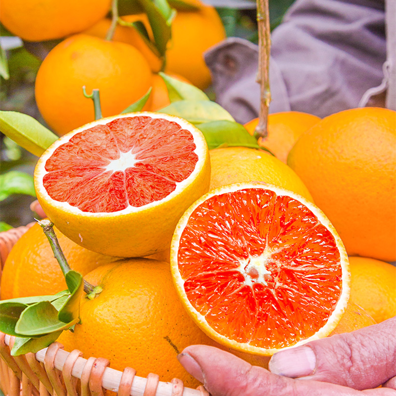 湖北秭归精品中华红橙严选甜橙爆汁当季红心橙子稀有水果中大果畅享应季水果现摘现发中华红橙