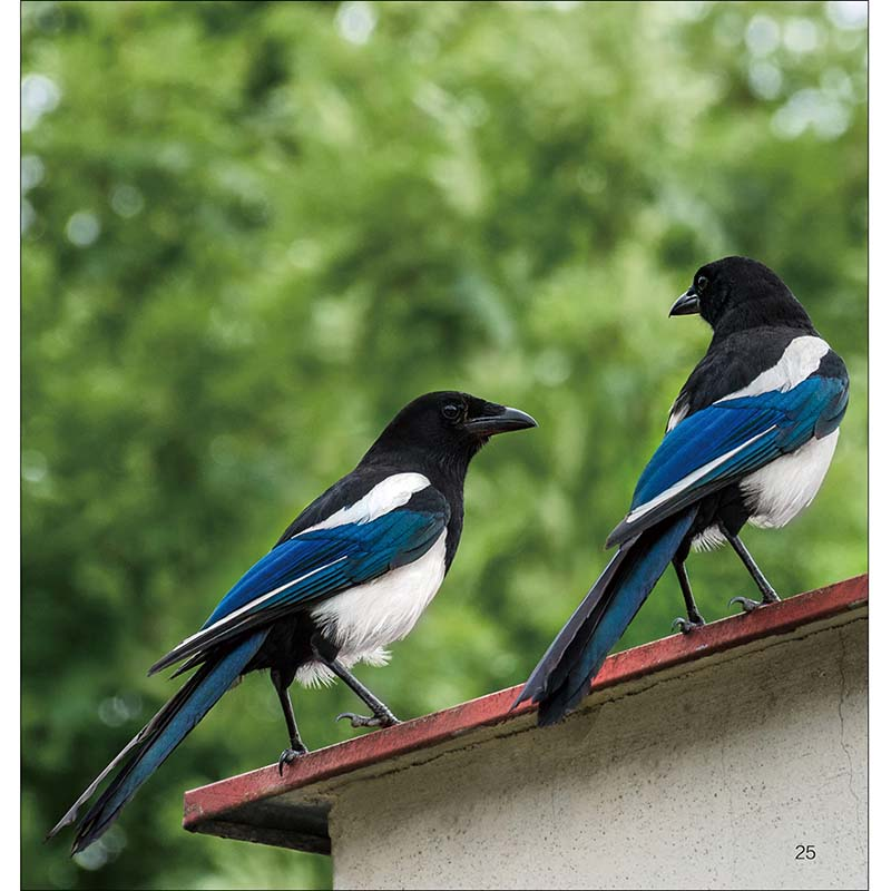 醉染图书鸟类小百科 1分钟儿童小百科9787571315高清大图