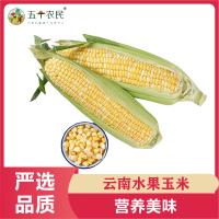 [五个农民]云南水果甜玉米新鲜苞米应季蔬菜整箱9斤装