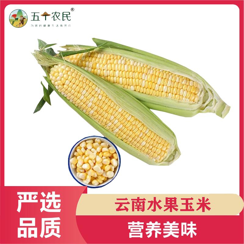 [五个农民]云南水果甜玉米新鲜苞米应季蔬菜整箱9斤装