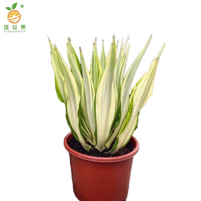 廷豪果 万年麻 高60-80cm /棵高清大图