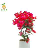 廷豪果 三角梅 50-60cm /根