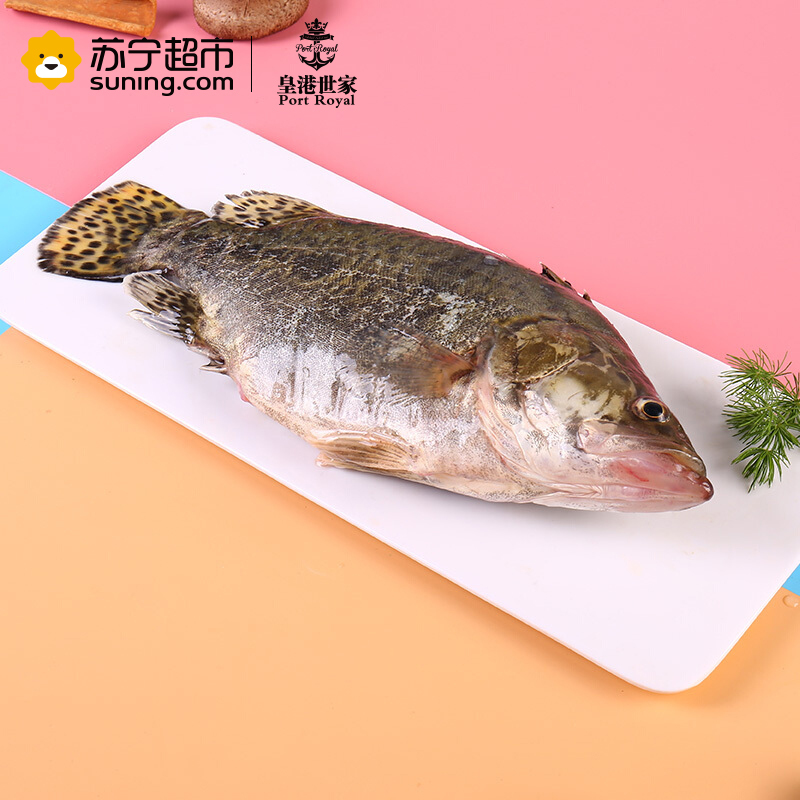 [活杀]皇港世家 活鲜水产 活杀广东桂鱼 600-700g 条