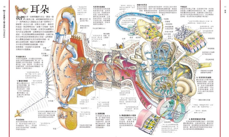 [正版] DK不可思议的人体大探险3D透视版横向剖面×透视拉页 22 理查.普雷特 和平国际 进口原版高清大图
