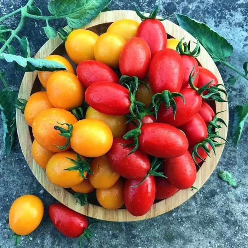 现摘圣女果小西红柿新鲜蔬菜樱桃小番茄非千禧小圣女果