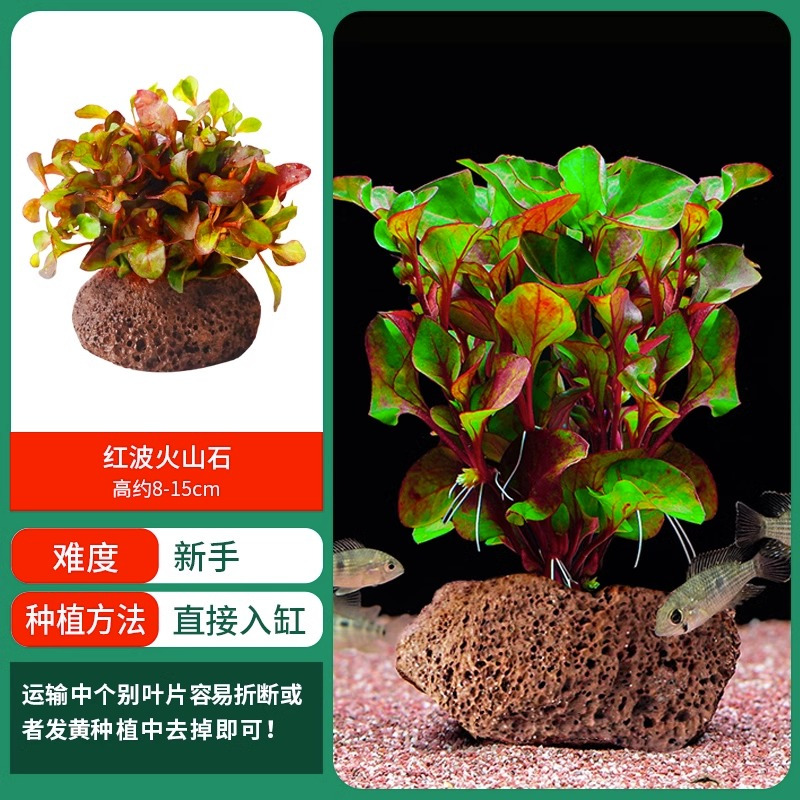水草植物鱼缸造景莫斯阴性水榕沉木蜈蚣水培懒人增氧乌龟真草缸