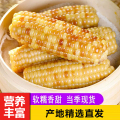 【西沛生鲜】云南新鲜拇指玉米 香糯小玉米 净重8斤 黏玉米甜糯玉米袋装粘玉米黄糯玉米现摘